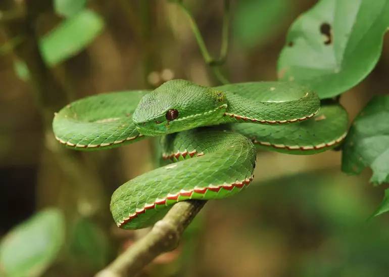 广西常见无毒蛇图片