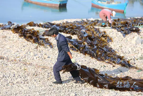 长岛收海带,这壮美的场面把烟台人看醉了!