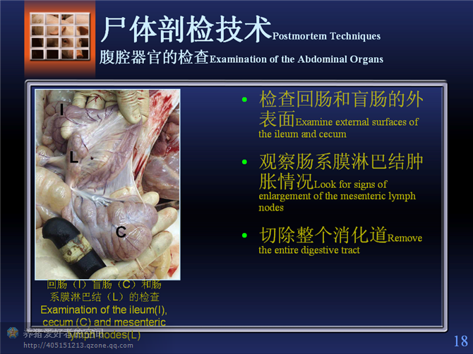 猪肉解剖全过程图片