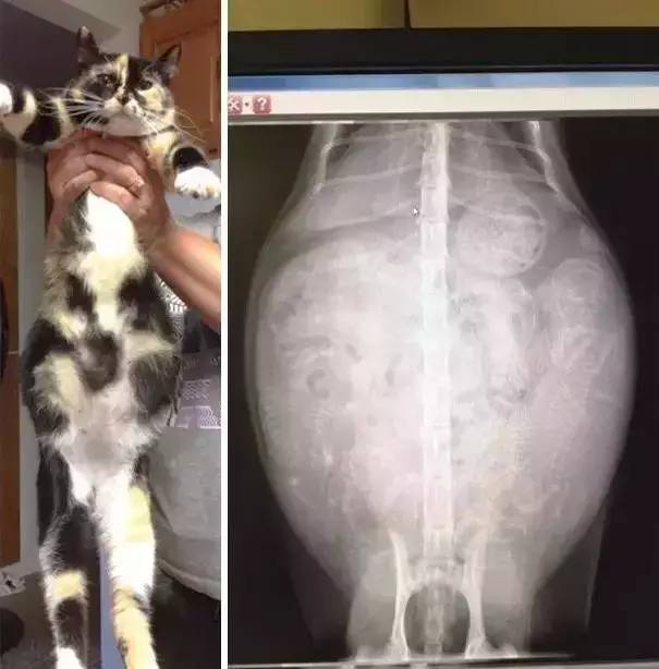 猫咪怀孕40天x光图片图片