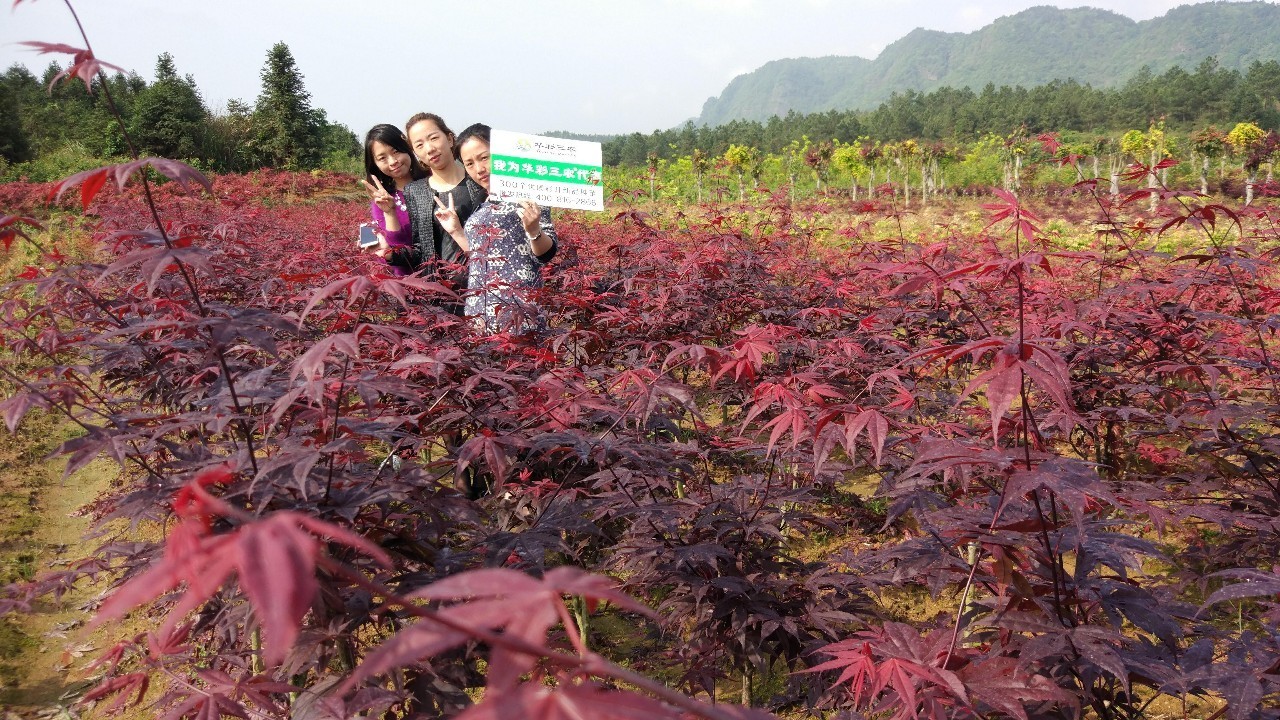 红枫树苗种植注意事项(红枫树苗种植注意事项盆栽)