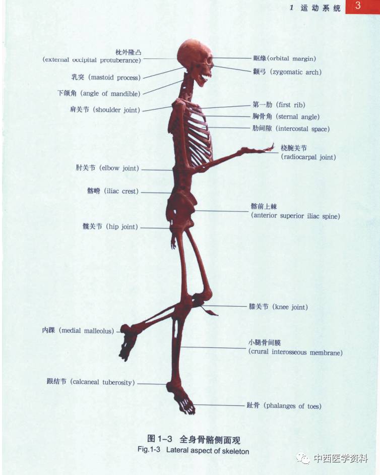 融合软组织外科学,功能解剖学,人体生物力学和脊柱神经学等,针对急