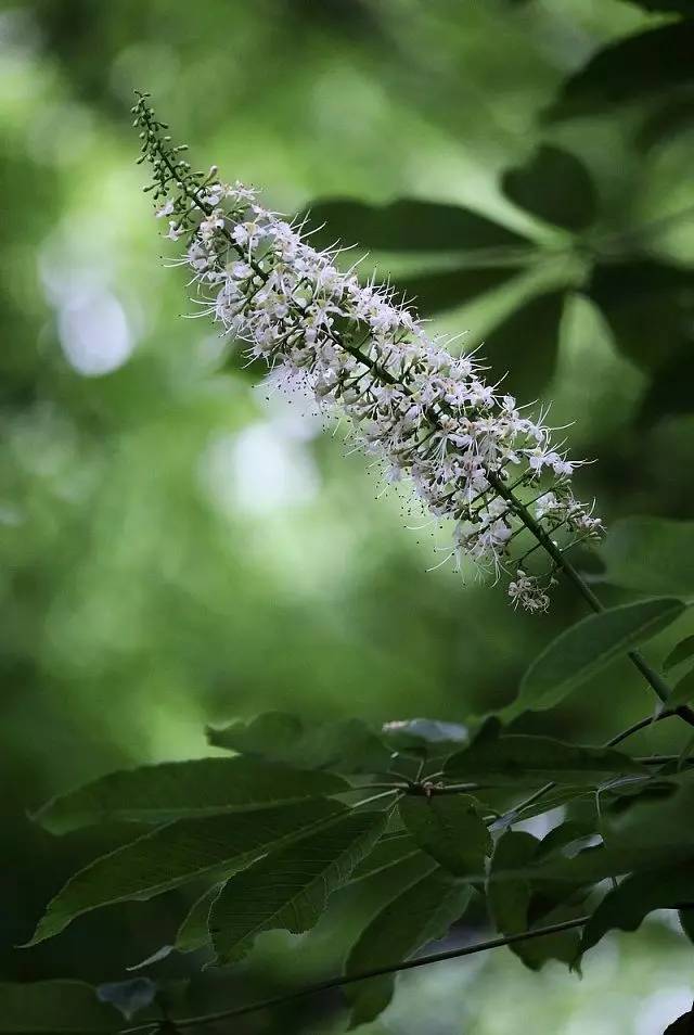 識花七葉樹