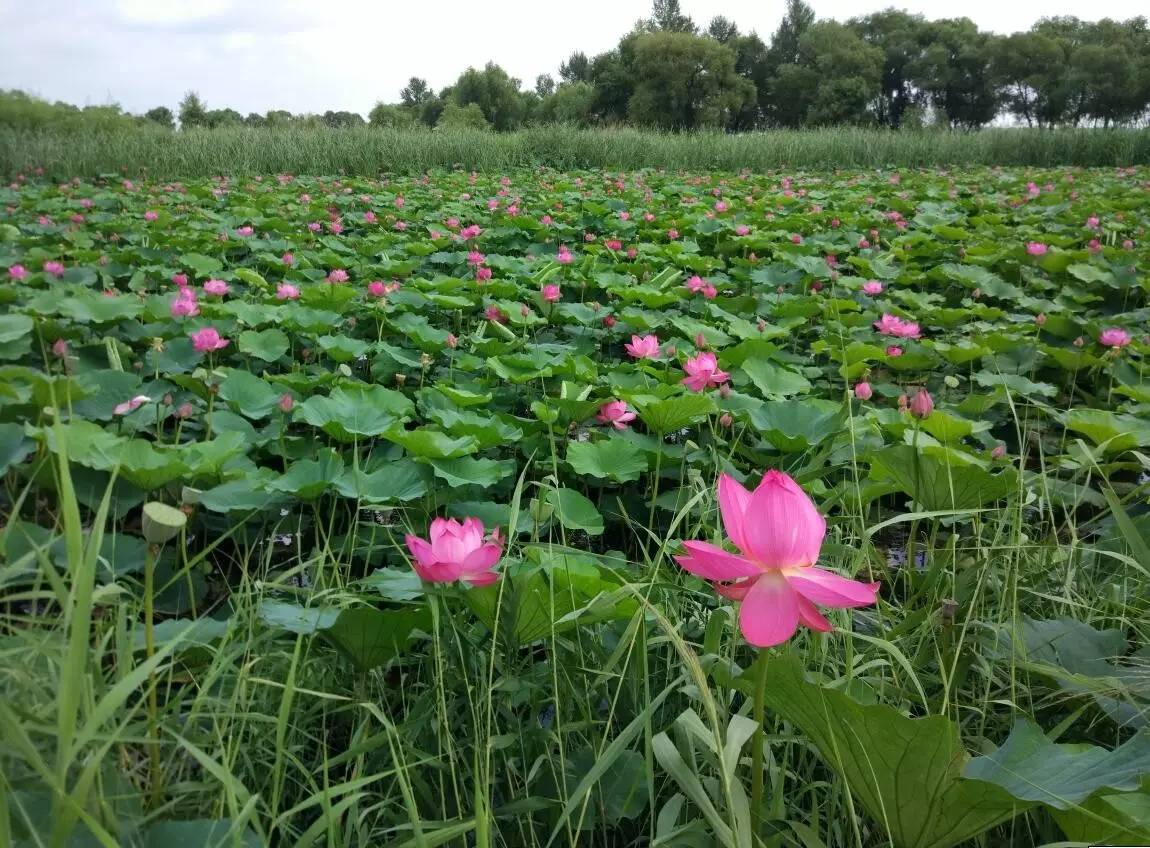 我们相约科左中旗白音塔拉农场,相聚在荷花湖文化旅游生态休闲度假村