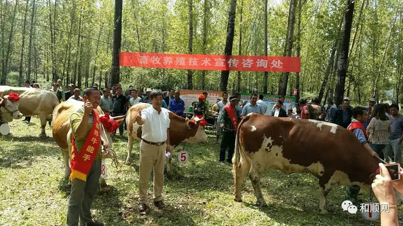 和顺县横岭镇口则村赛牛大会现场