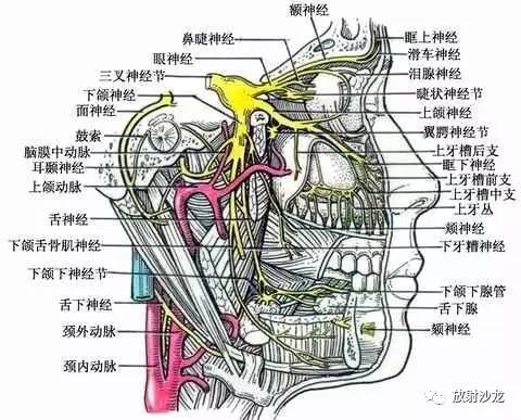 自脑桥臂出脑,与下颌神经一起经卵圆孔出颅,分布于咀嚼肌