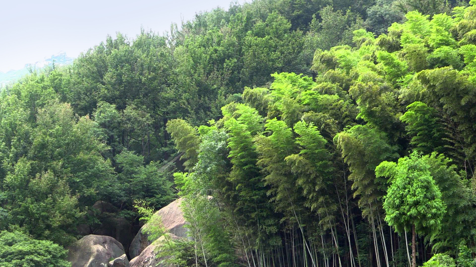 安庆大龙山森林公园图片