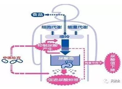 人類和鼠類以重吸收為主,豬,兔子,爬行類和鳥類則以分泌為主.