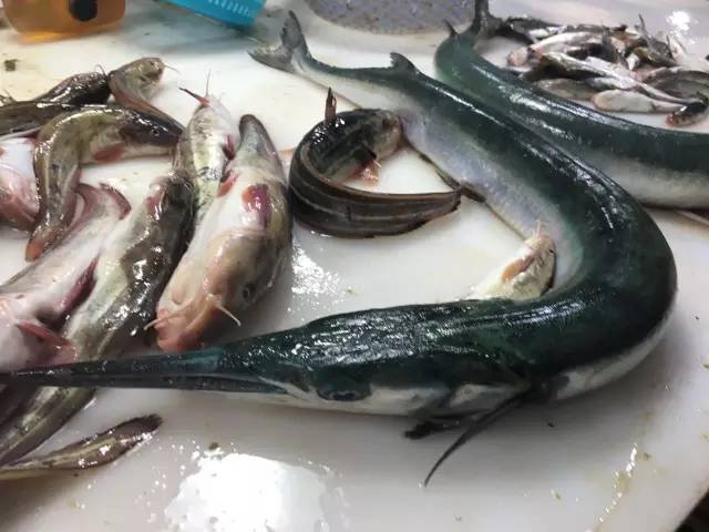 (網絡圖片)// 龍利魚(網絡圖片)// 鮃魚鮃魚是比目魚的一類,主要可供