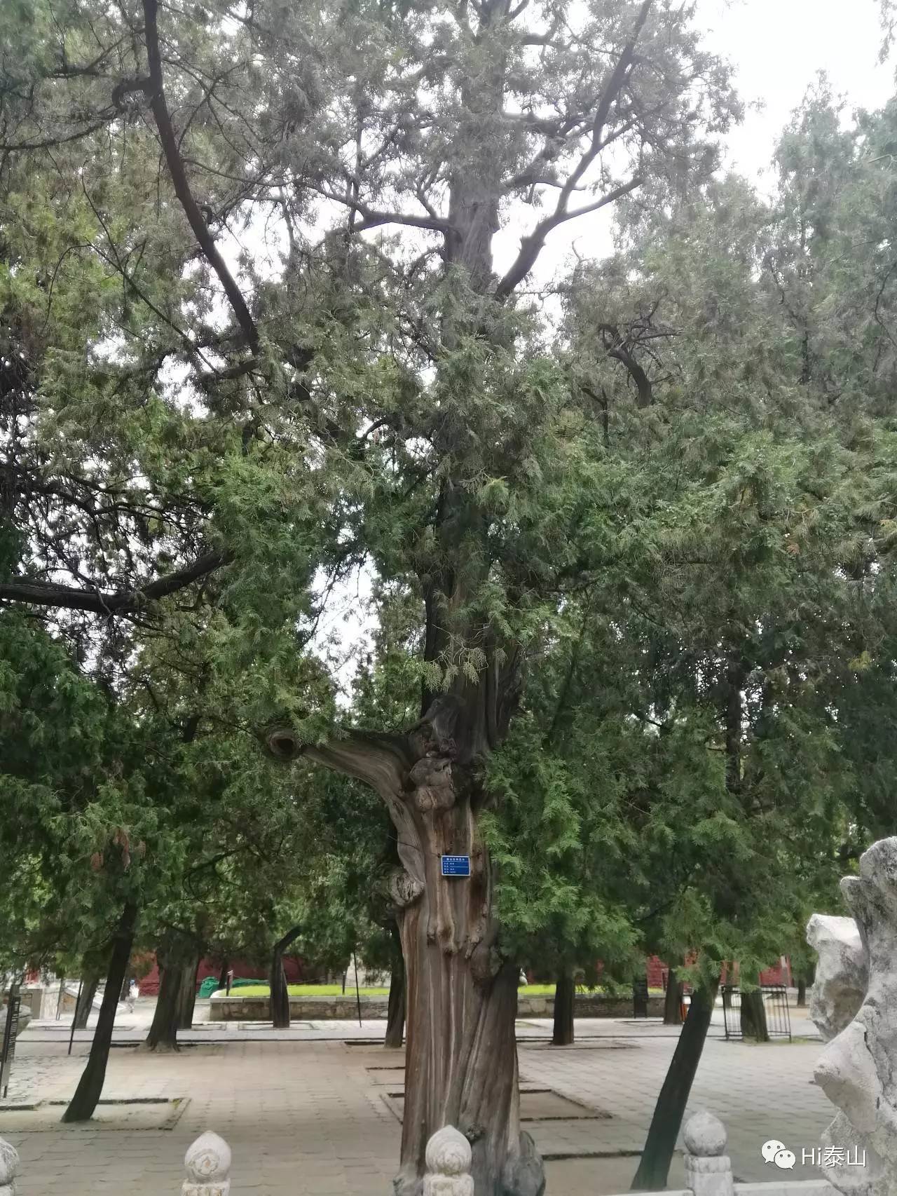 泰山神的盆景,细数岱庙中最美的八株柏树