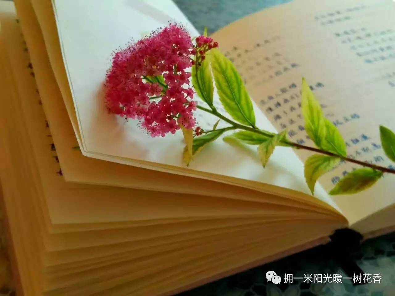 也可在灵魂里植一朵素洁的莲花心香四溢清净自喜时光无从厚待也不曾