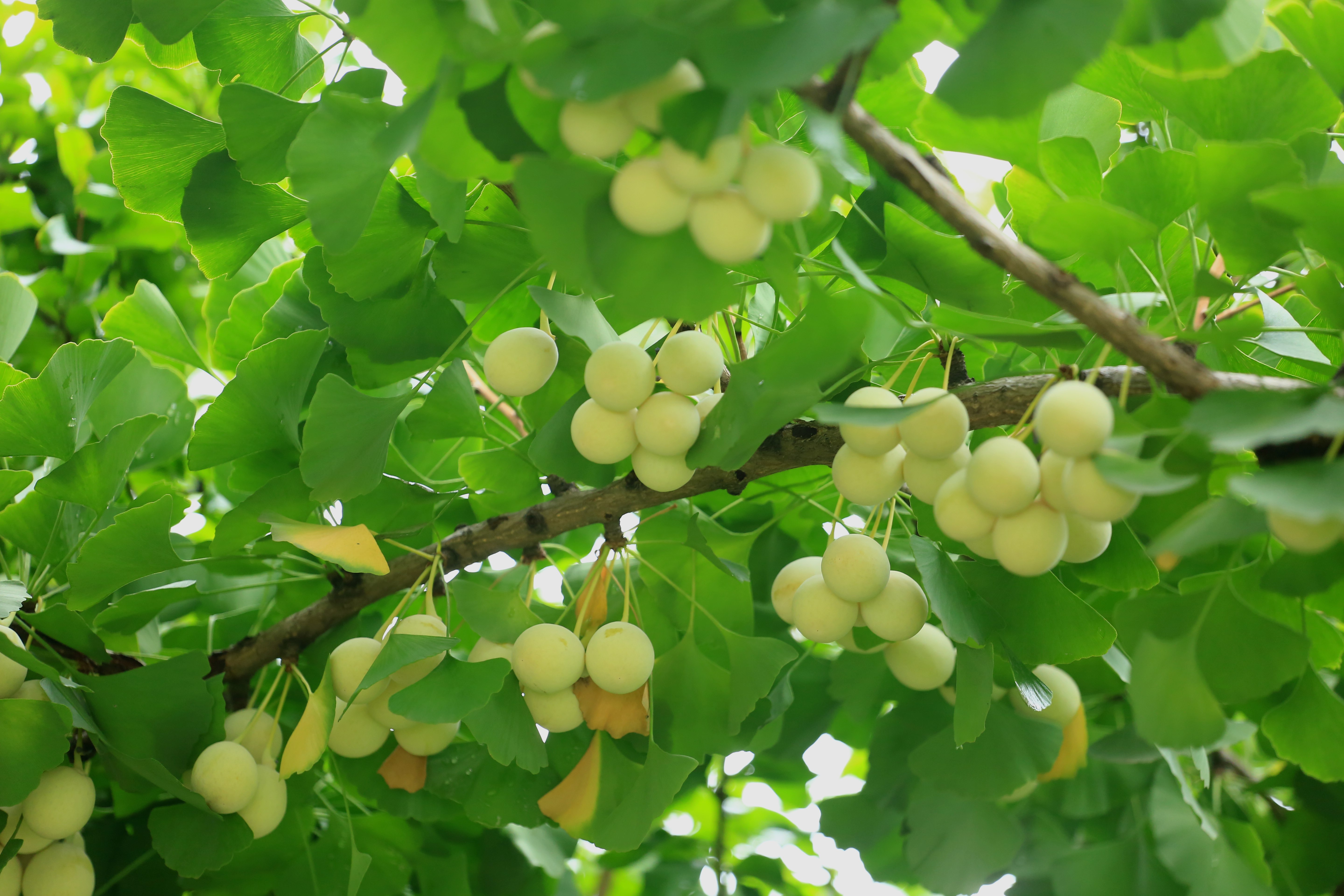 郑州|东风渠红石榴和银杏果是一道靓丽风景线