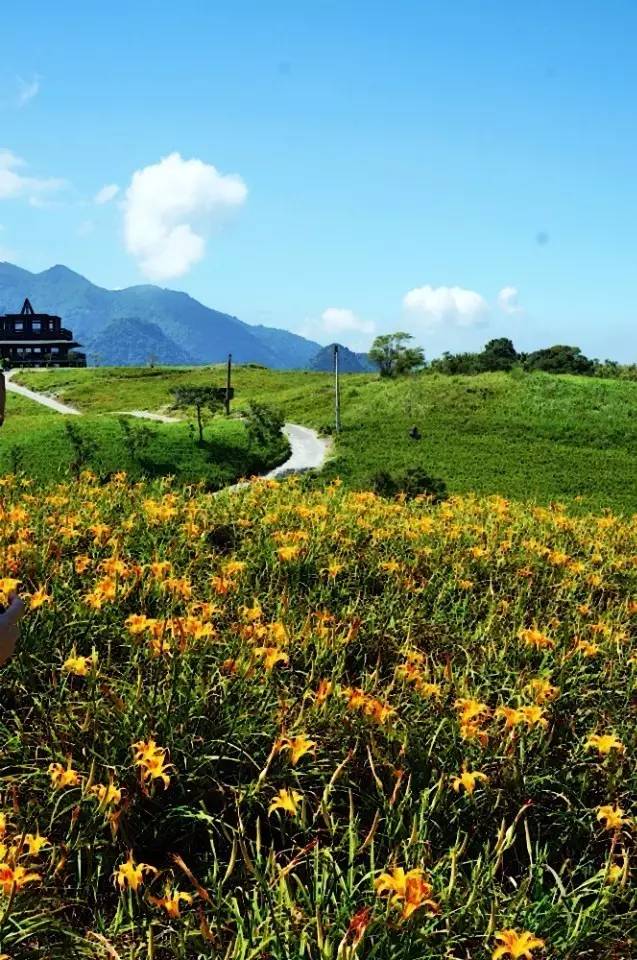 2017年最新花况金针花海激起不少摄影魂.