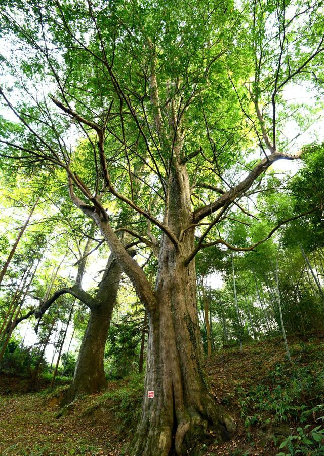 30米高两千年红豆杉覆盖500平米地胸围585米需5人合抱