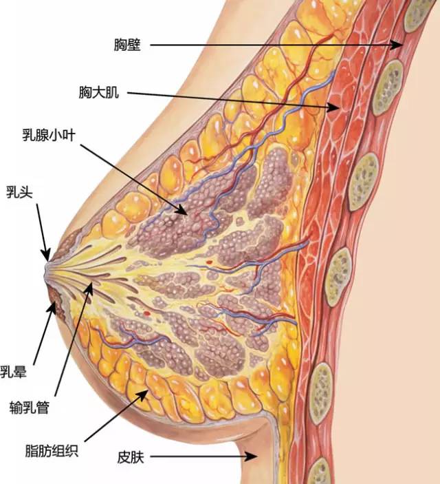 乳腺管分布图片