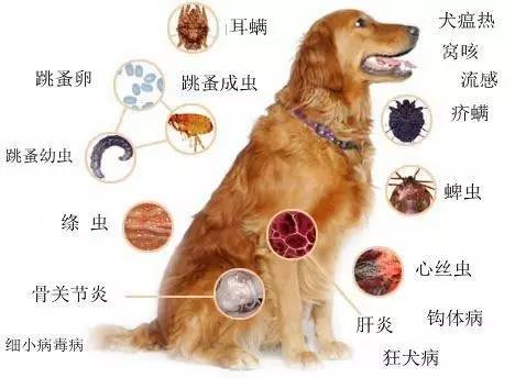 犬副流感病毒感染图片