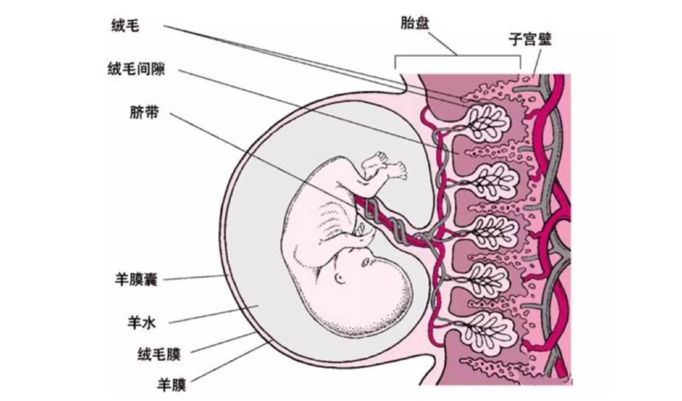 人类胎盘图片