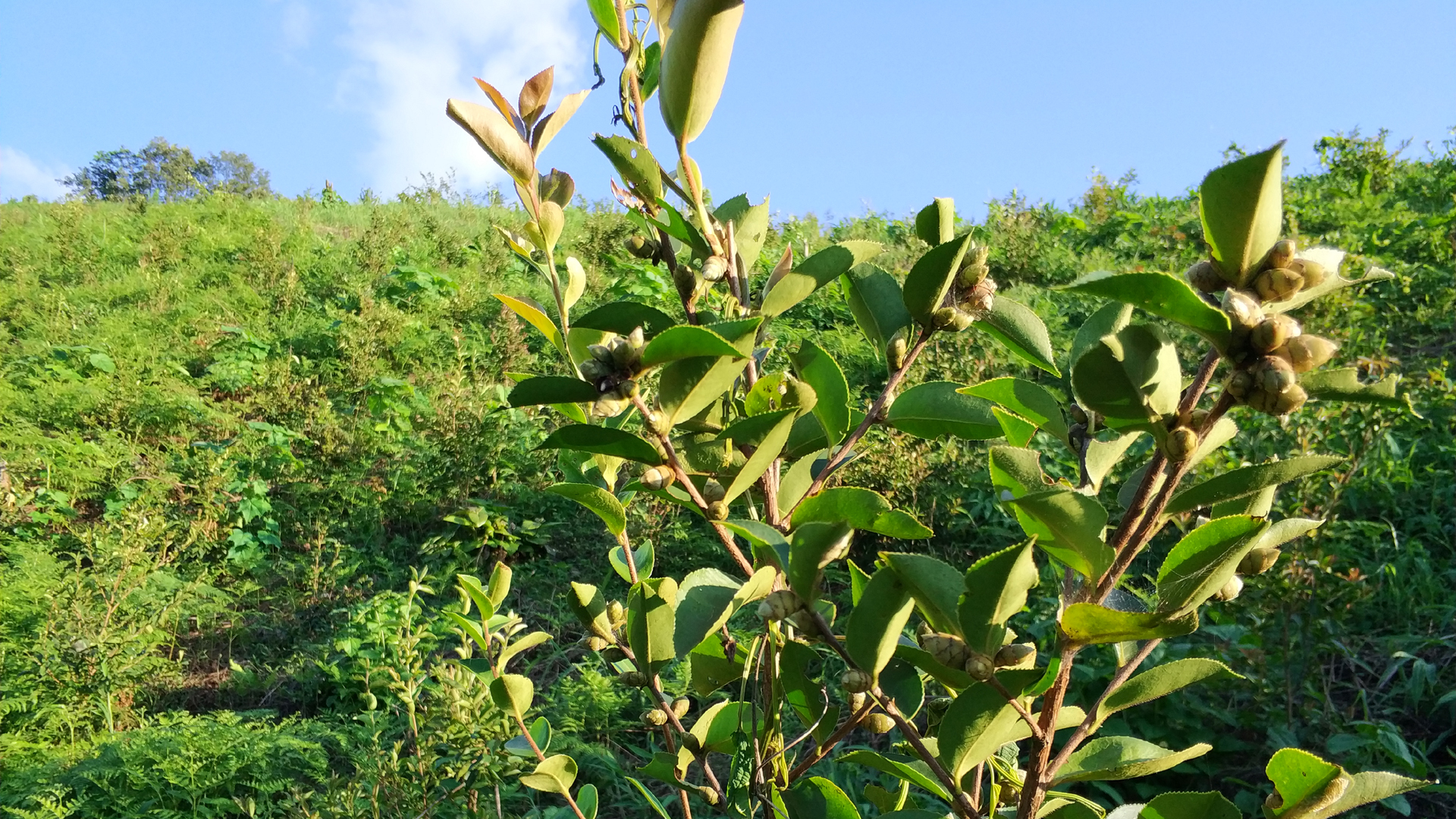 澳洲油茶树图片图片