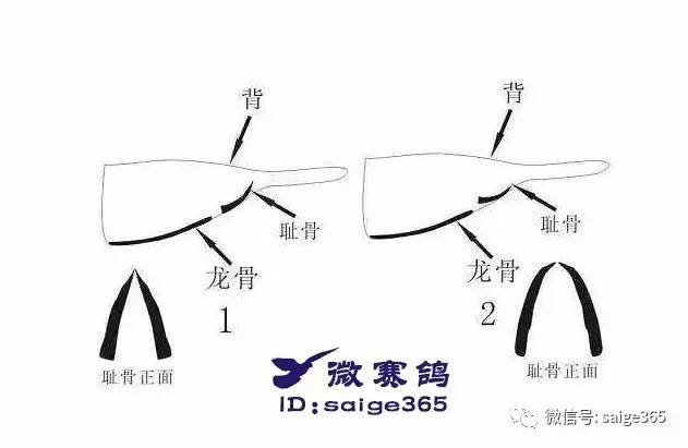 鸽子耻骨位置图片公母图片