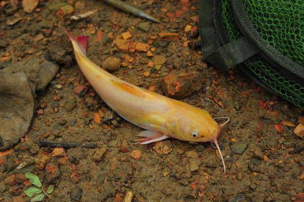 不知道大家知不知道这条金黄娇嫩的小鱼叫什么名字呢?
