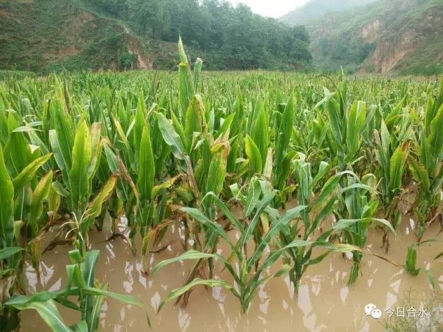 夏天玉米受旱的图片图片