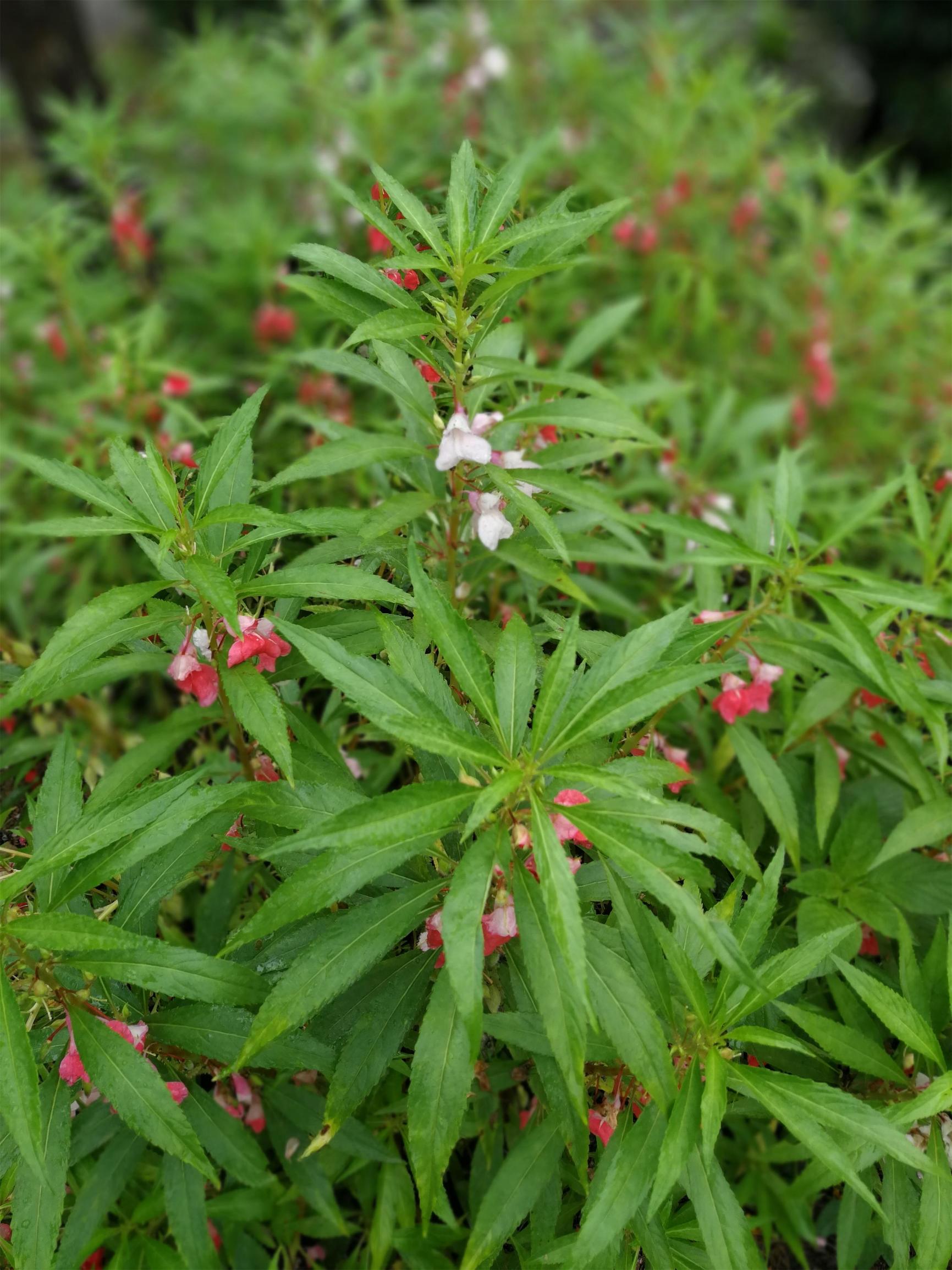 漂亮凤仙花,却含促癌物质,会渗入土壤,不要在它周边种菜!