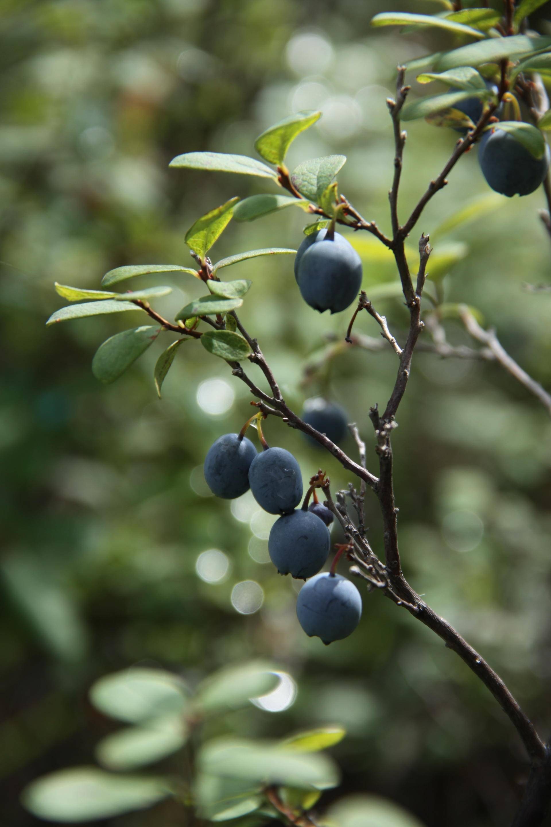 3野生蓝莓在相对极端的环境中漫山遍野顽强地生长着,这些美丽的蓝色小