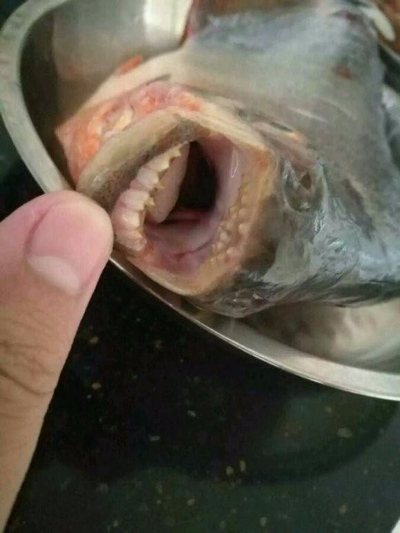 鱼嘴里也长满了牙齿这条怪鱼居然被老婆清蒸了,她说这么大的鱼扔了怪