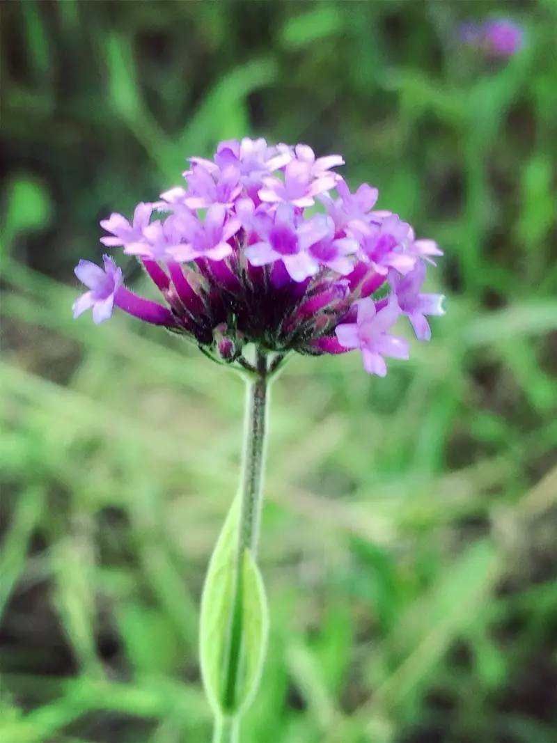 近7000平方米的花海梯田則種上了香彩雀,粉花百日草橙花孔雀草,醉蝶花