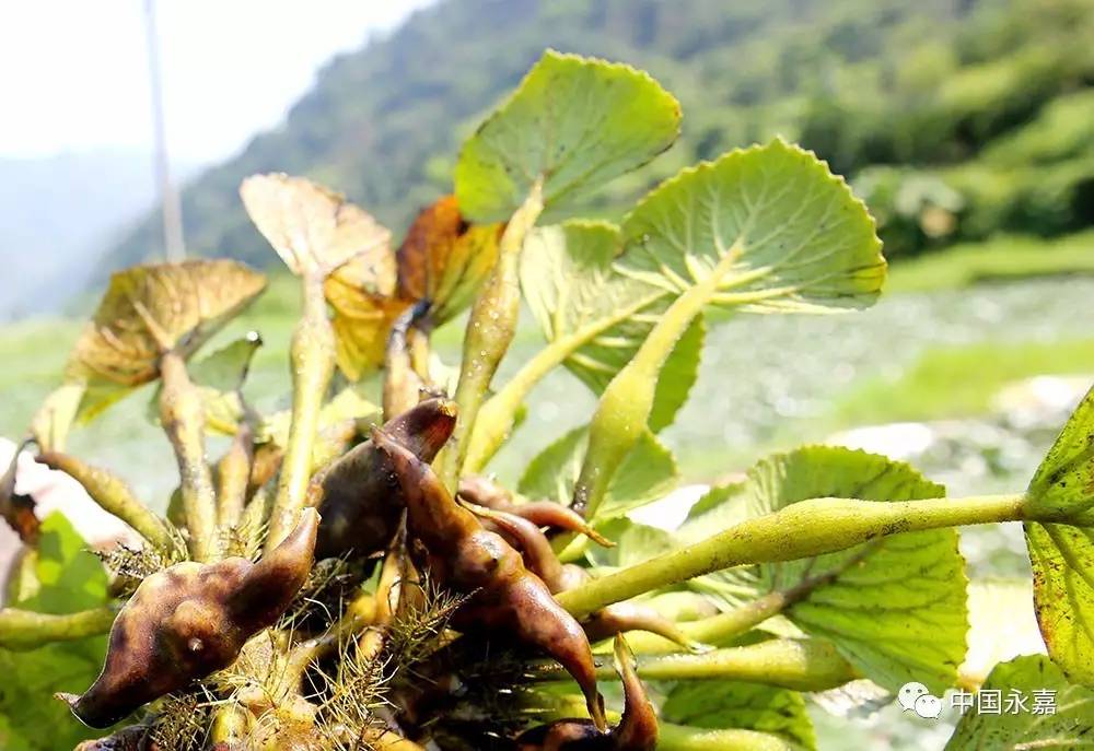 村民葉碎菊種植菱角已有十多年,種植了4畝多地,3月下旬開始移植菱苗