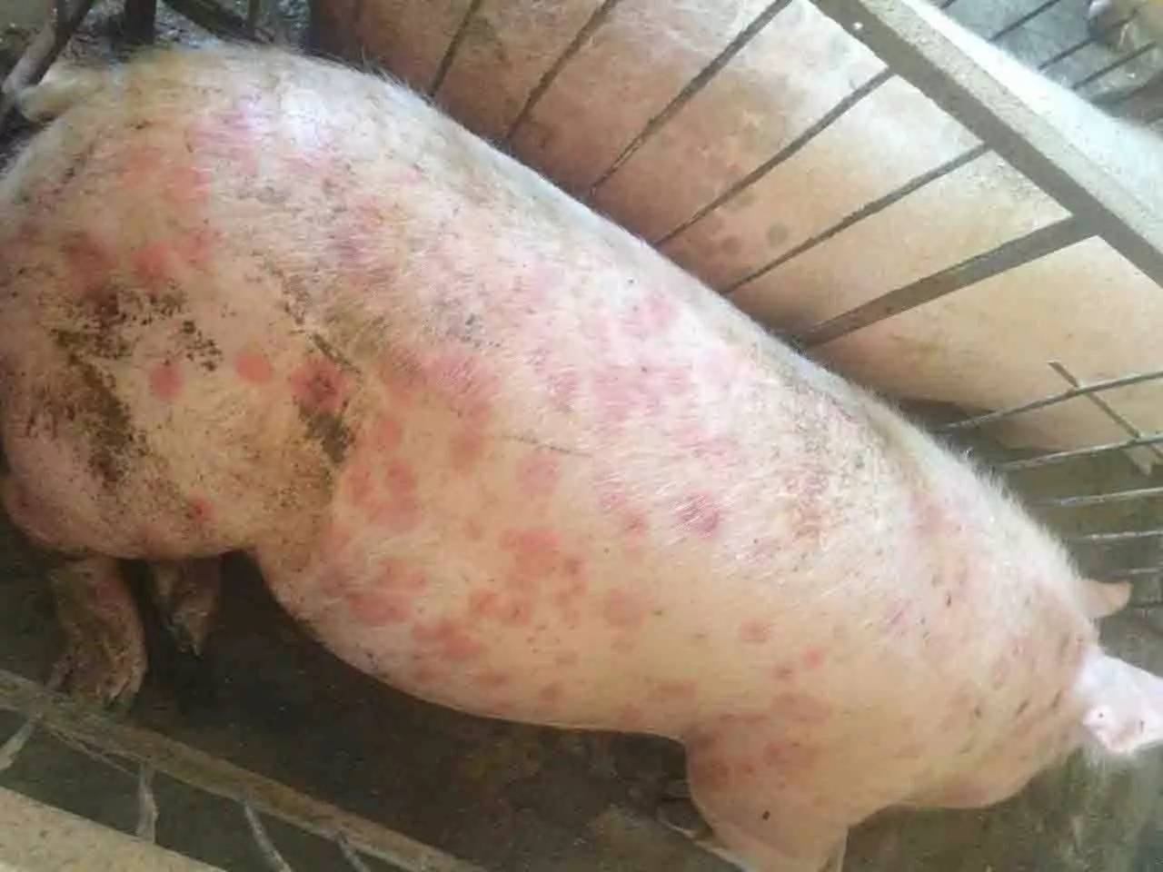 慢性猪瘟的症状图片图片