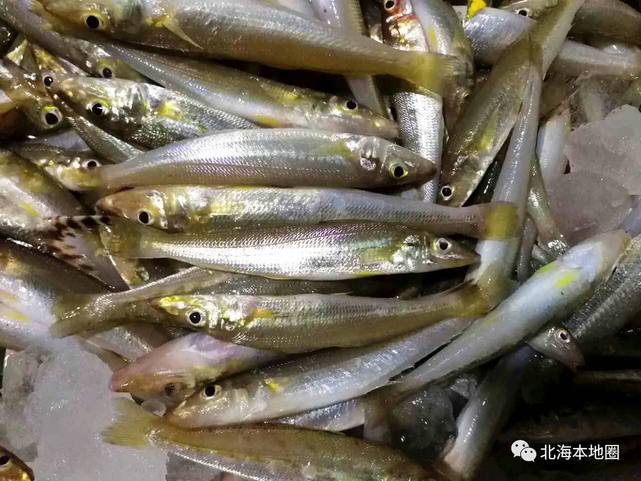 广西北海鱼类大全图片