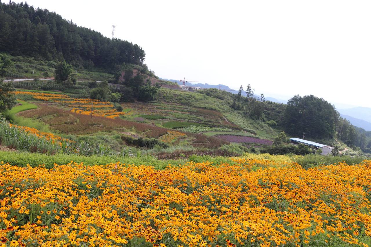 该项目规划范围包括涪陵区同乐乡的雪峰村,实胜村,以及青羊镇的群英村