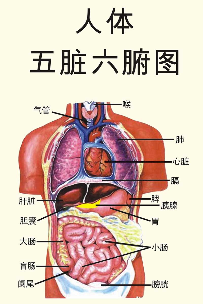 心肝脾肺肾分布图图片