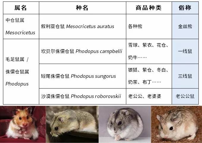 仓鼠品种分类图片图片