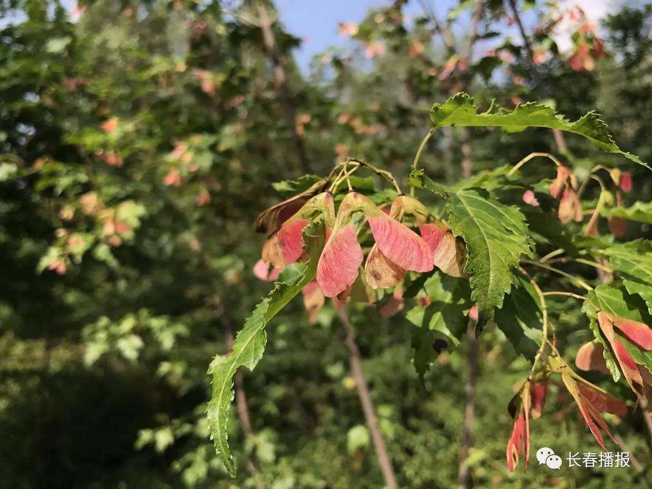 临沂市市花市树图片