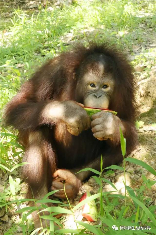 據說,非洲赤猴不遠萬里拖家帶口來到杭州野生動物世界