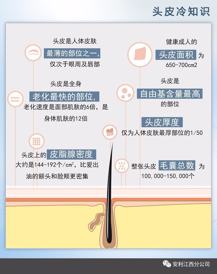 养护毛囊最好的方法图片