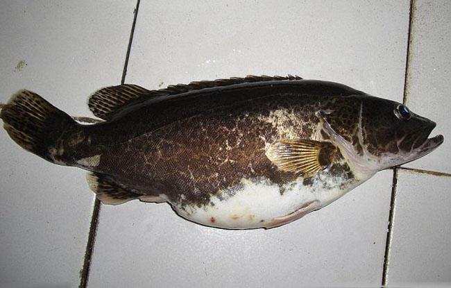 此鱼有醒目的黑色斑纹, 一张丑陋的大嘴暴露它凶猛的食性