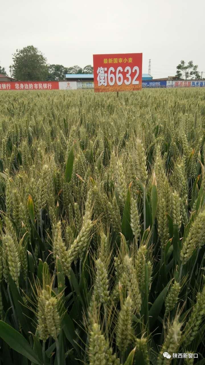 衡s29小麦品种简介图片