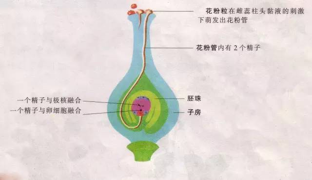 天葉營養說詳解鋅元素葉片花果實都少不了它