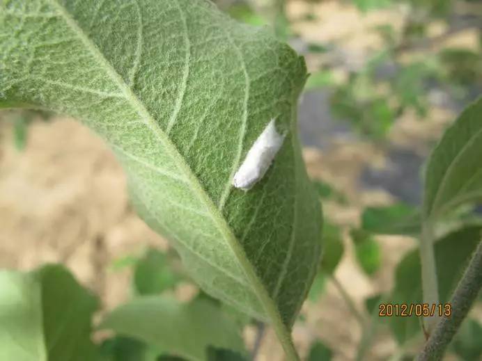柿子树上的白色虫子图片