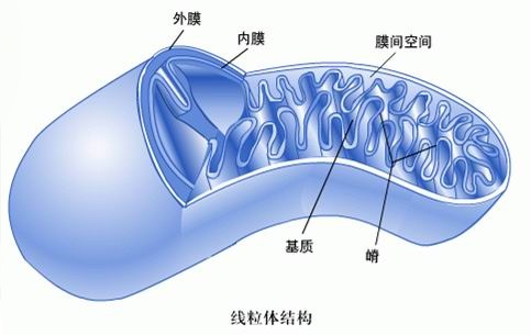 第一份大規模線粒體蛋白分佈圖譜出爐