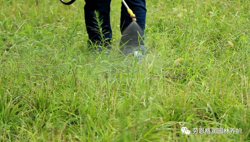 麥蔥淨專題:雜草乾枯說再見,麥冬草坪方得見【視頻】