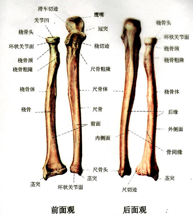 尺骨侧位解剖图图片