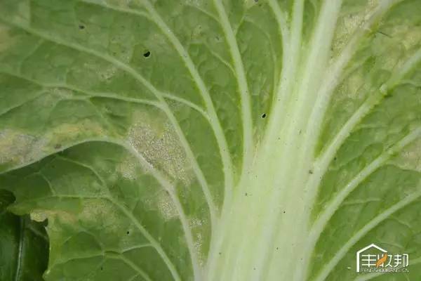 識別要點白菜霜黴病與細菌性角斑病推薦藥劑:氯硝銨,腐黴利,多·硫