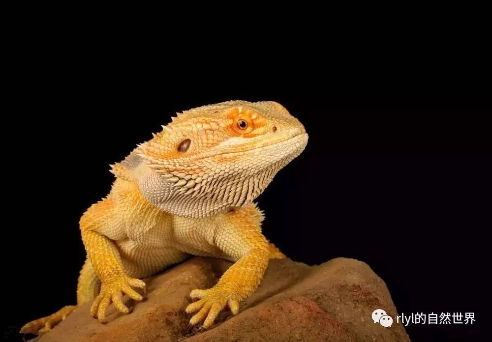 來自沙漠的精靈——「鬃獅蜥」飼養簡明介紹!