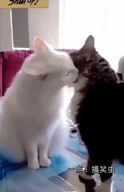 两只猫亲亲表情包动图图片