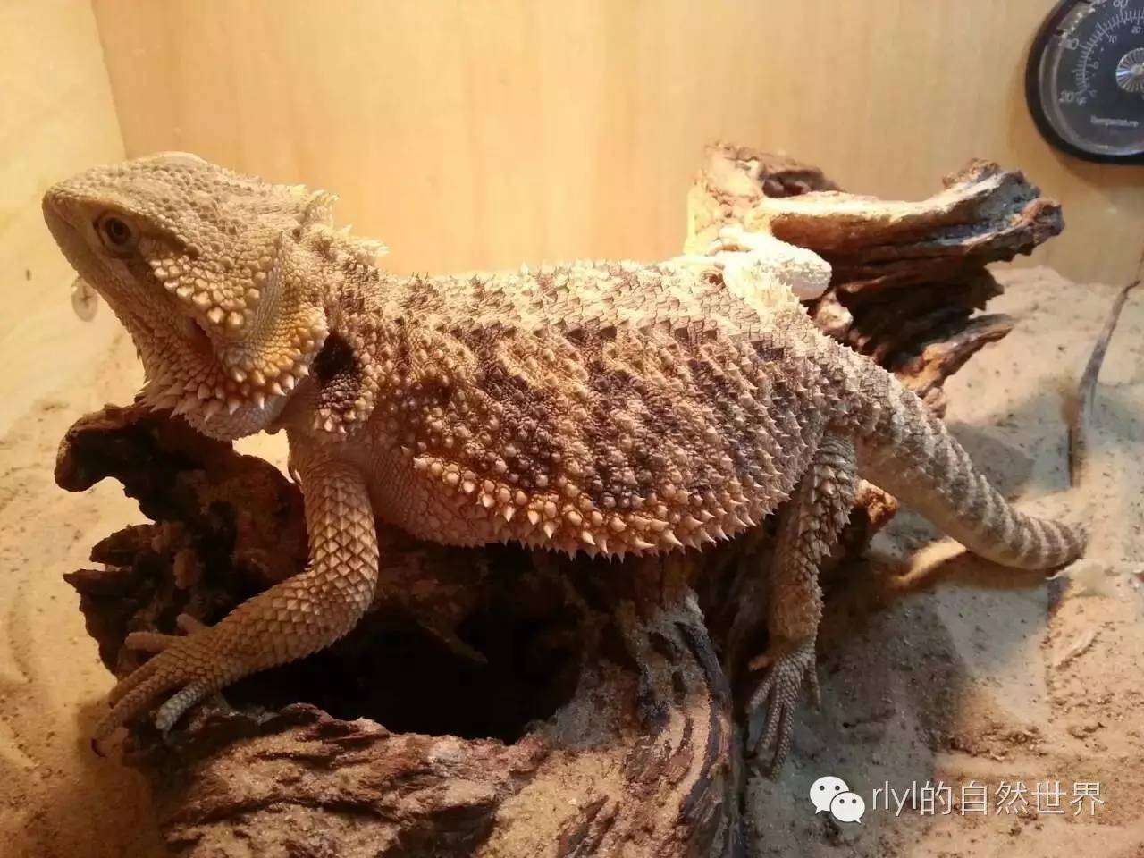 來自沙漠的精靈——「鬃獅蜥」飼養簡明介紹!