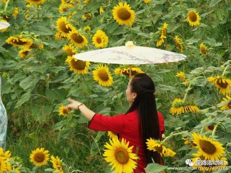 旗袍美女花拐棗王酒美向日葵園醉萬壽山頂走